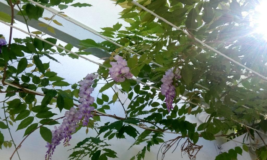 Hasayaki Homestay Szanhszing Kültér fotó
